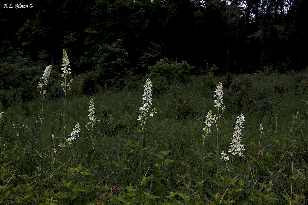 Представитель Семейства Melanthiaceae